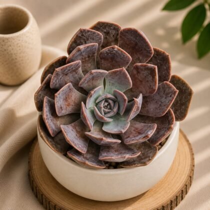 Echeveria hybrida 'Dusty Rose' (#356)