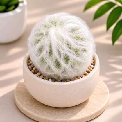 Espostoa melanostele (Peruvian Old Lady Cactus)
