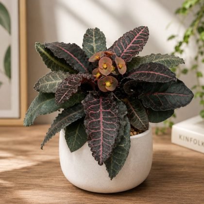 Euphorbia francoisii 'Brown Knight' – Rare Collector's Succulent