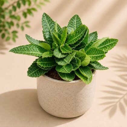 Euphorbia francoisii 'Fitto'