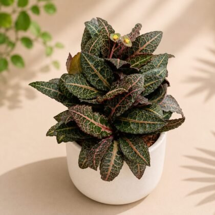 Euphorbia francoisii 'Persian Carpet'