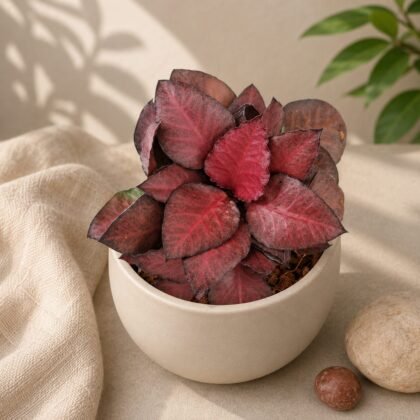 Euphorbia francoisii 'Red Jade'