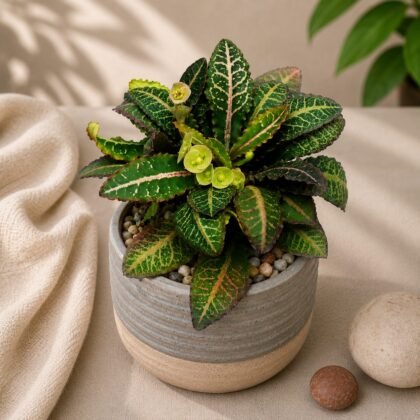 Euphorbia francoisii 'Splash'