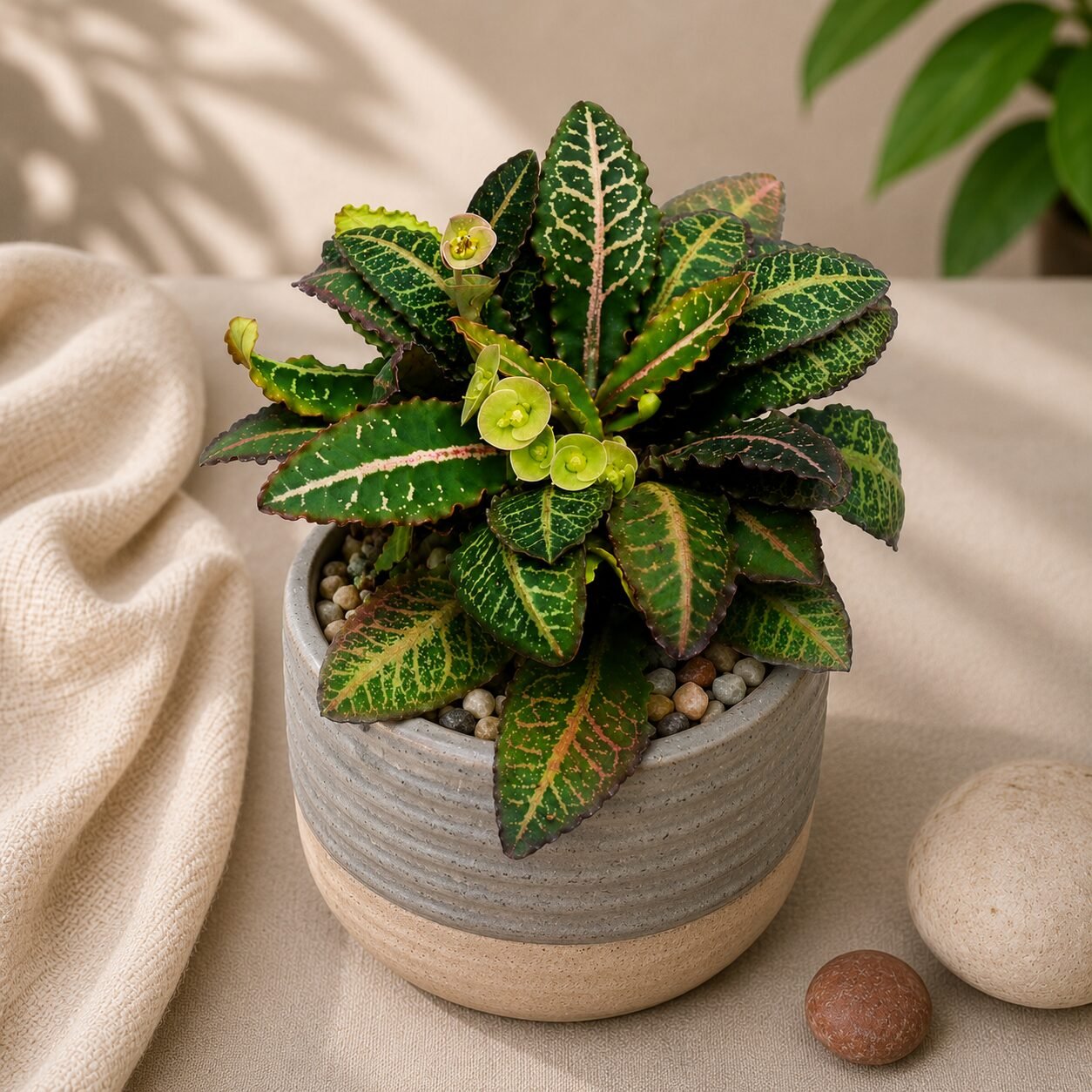 Euphorbia francoisii 'Splash'