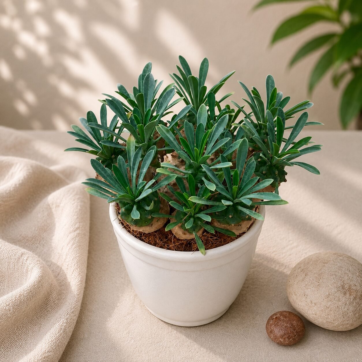 Euphorbia francoisii japonica
