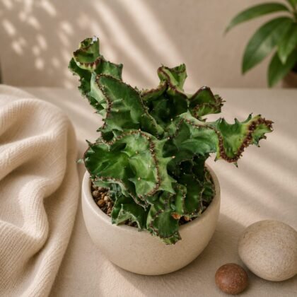 Euphorbia lactea Cristata