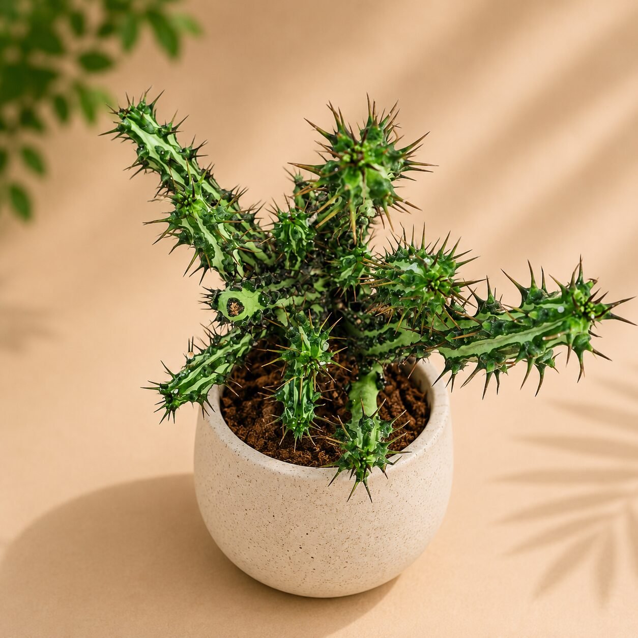Euphorbia spp. 'Nova'