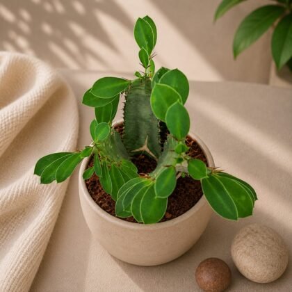 Euphorbia trigona 'Green'