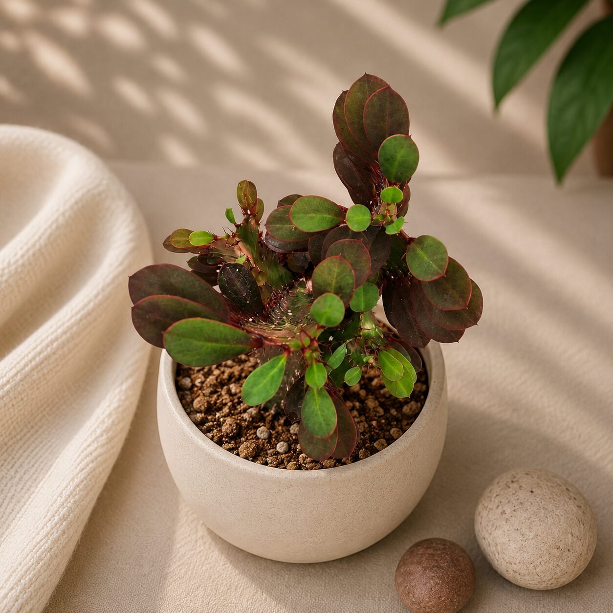 Euphorbia trigona 'Rubra'
