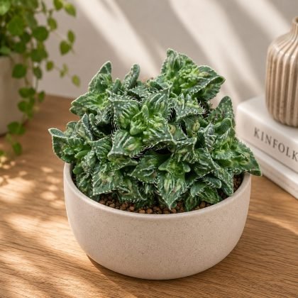 Faucaria tigrina 'Tiger's Jaw' – Rare Tooth-Leaf Succulent