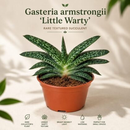 Gasteria armstrongii 'Little Warty' – Rare Collector's Succulent