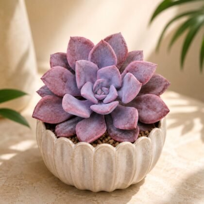 Graptoveria 'Debbie' – Pink Lavender Rosette Succulent