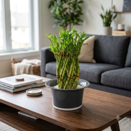 Grey self-watering planter holding a lush green plant on a wooden coffee table in a living room.