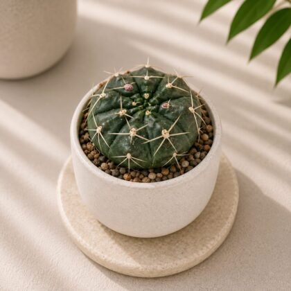 Gymnocalycium mihanovichii 'Green' (Green Moon Cactus)