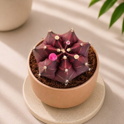 Gymnocalycium mihanovichii 'Pink' (Pink Moon Cactus)