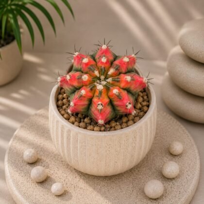 Gymnocalycium mihanovichii 'Red' – Red Moon Cactus