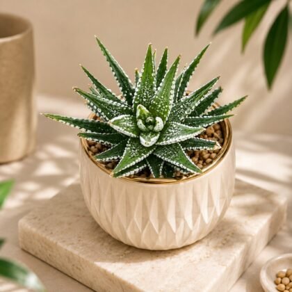 Haworthia attenuata 'Alba' – White Zebra Haworthia Succulent