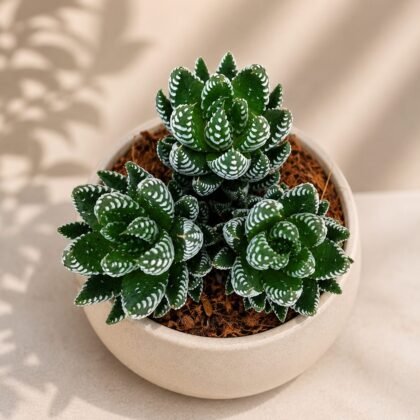Haworthia coarctata 'Tropica'