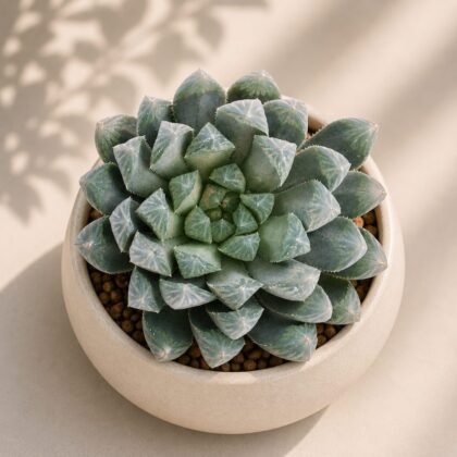 Haworthia cooperii Hybrida