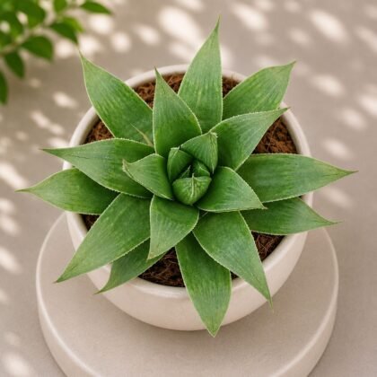 Haworthia emelyae Hybrid - Emelyae Hybrid Haworthia