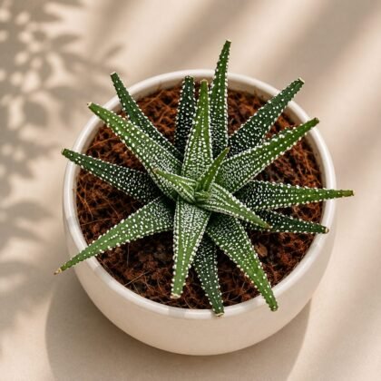 Haworthia fasciata variabilis