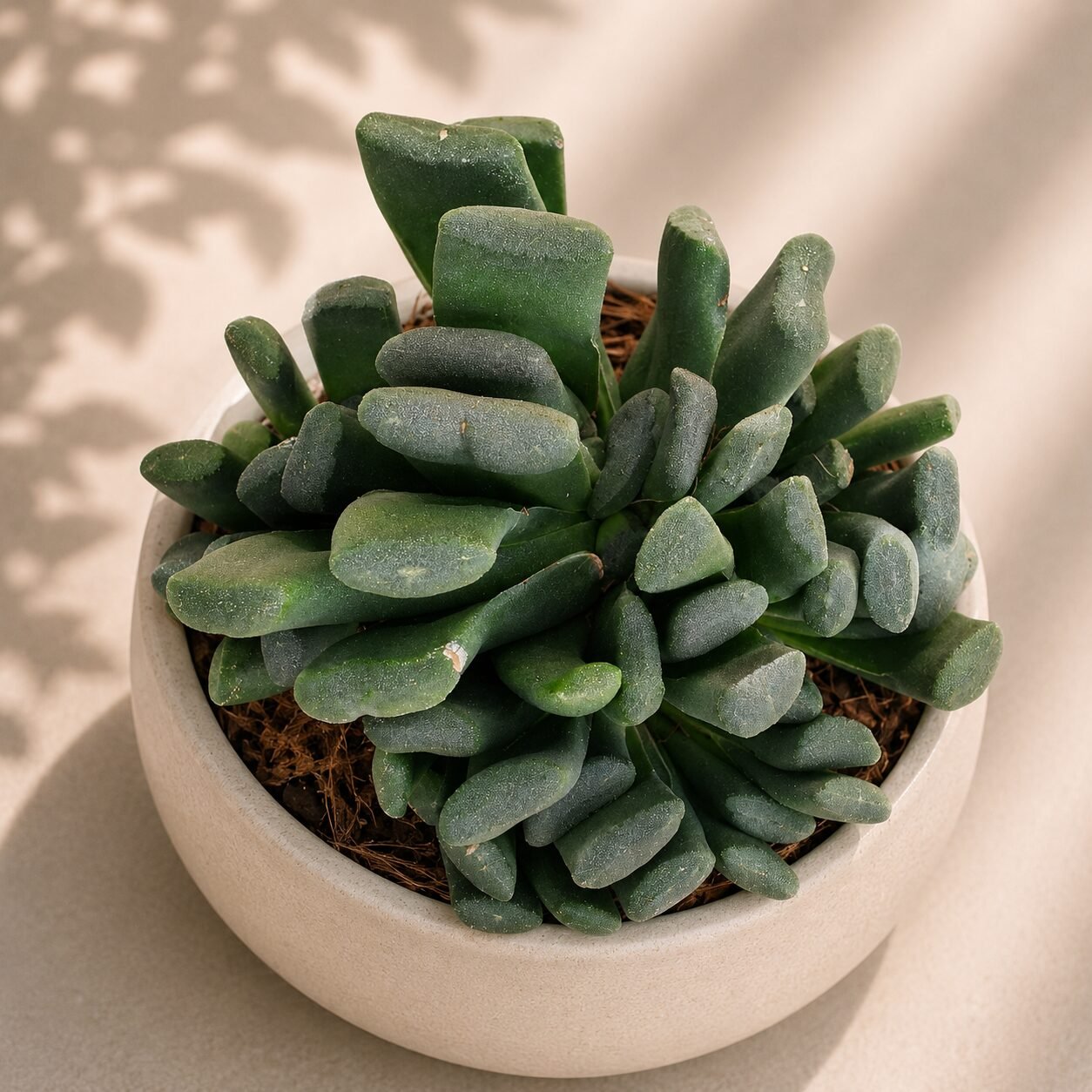 Haworthia hybrida 'G10'