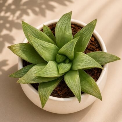 Haworthia hybrida 'G14'