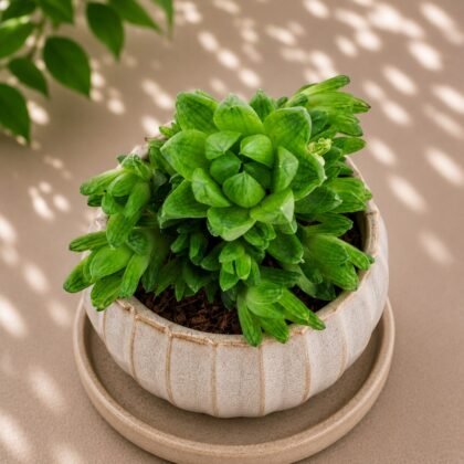 Haworthia hybrida 'G25'