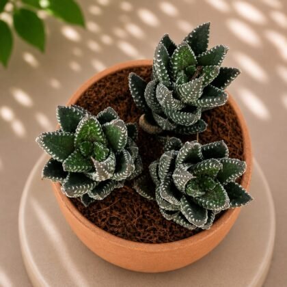 Haworthia hybrida 'G27'