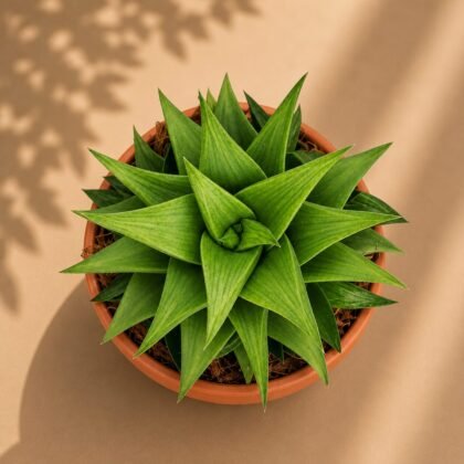 Haworthia hybrida 'G6'