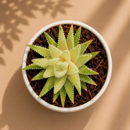 Haworthia hybrida 'G8'