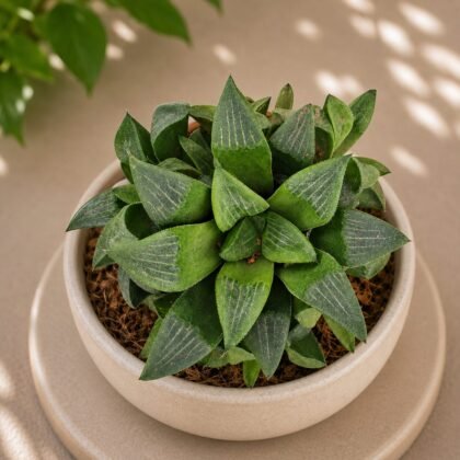 Haworthia hybrida 'G9'
