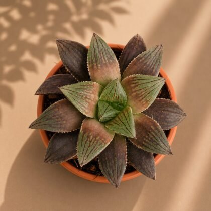 Haworthia hybrida 'Ruby Crown'