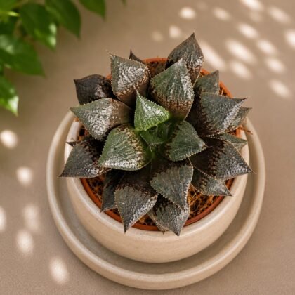 Haworthia hybrida 'S2'