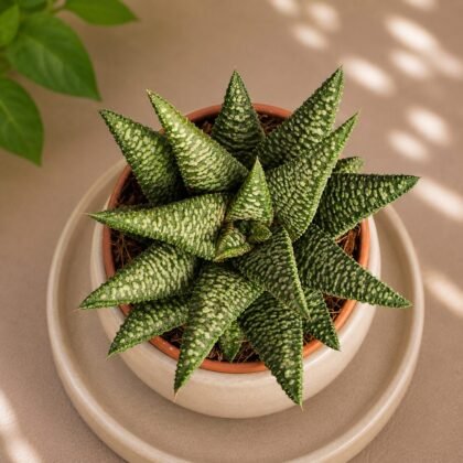 Haworthia hybrida 'S8'