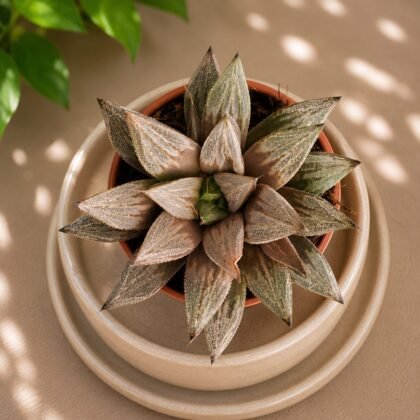 Haworthia hybrida 'S9'