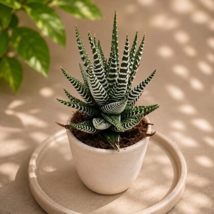 Haworthia hybrids coarctata 'BKK'