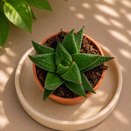 Haworthia limifolia 'Green Glass'