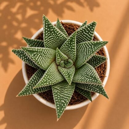 Haworthia limifolia 'Striata'