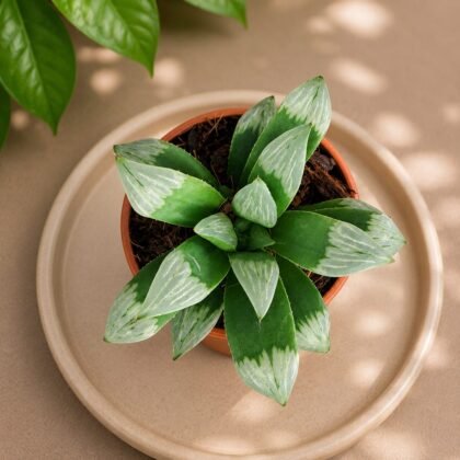 Haworthia mutica 'Midnight Sun' – Rare Dark Window Succulent