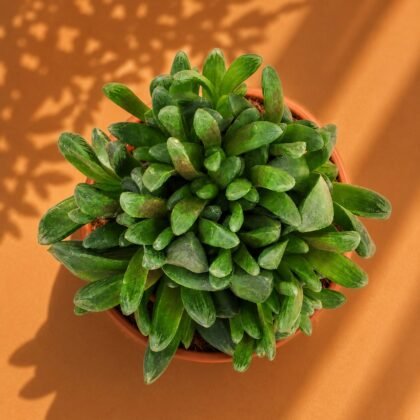 Haworthia truncata Hybrid