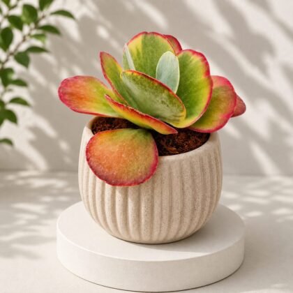 Kalanchoe luciae 'Fantastic' - Fantastic Flapjack Succulent
