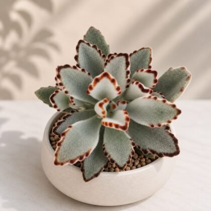 Kalanchoe tomentosa 'Grey'