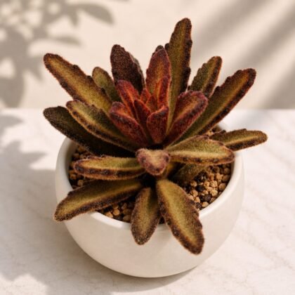 Kalanchoe tomentosa 'Red Velvet'