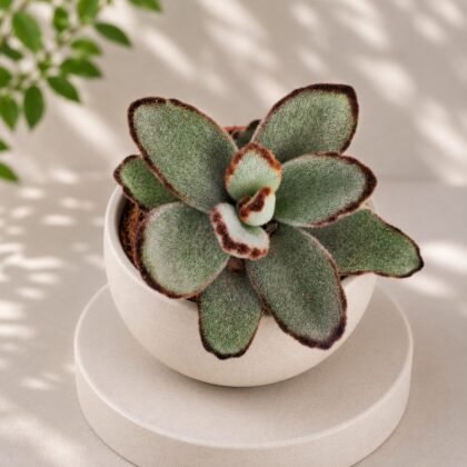 Kalanchoe tomentosa 'Tropica' - Tropica Panda Plant