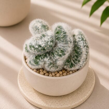 Mammillaria bocasana (Powder Puff Cactus)