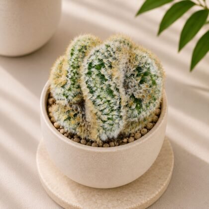 Mammillaria carmenae Cristata (Crested Carmen Cactus)