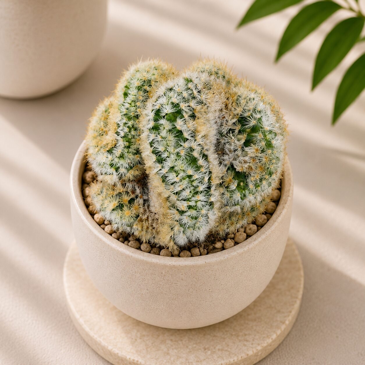 Mammillaria carmenae Cristata (Crested Carmen Cactus)