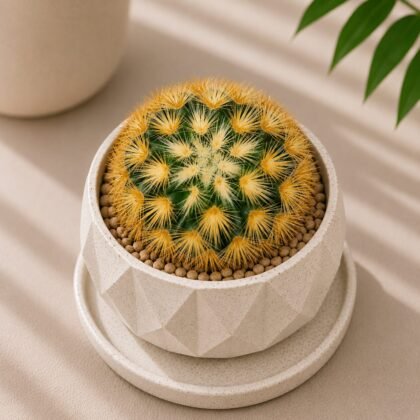 Mammillaria carmenae 'Rubrispina Gold' (Golden Red-Spined Cactus)