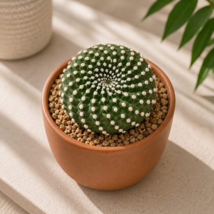 Mammillaria painteri Monstrose (Monstrous Painter's Cactus)